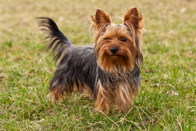 Yorkshire-Terrier red