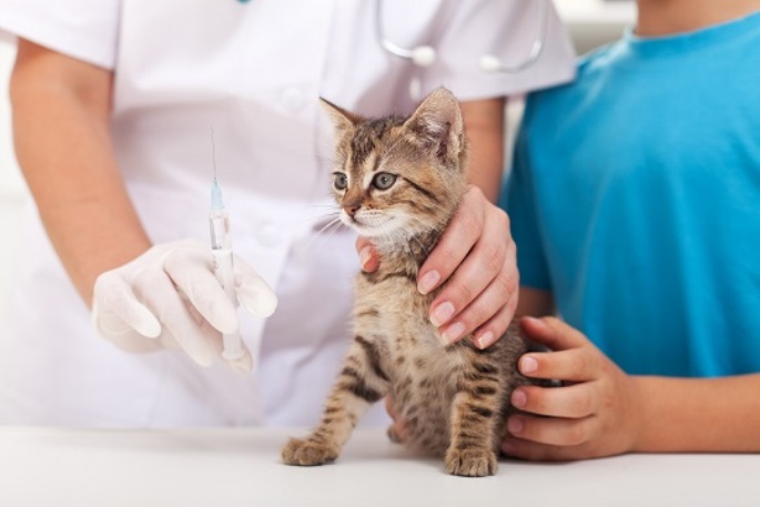 feline-distemper-vaccination-685x457.jpg
