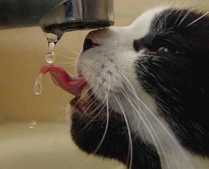 gato-beber-agua.jpg