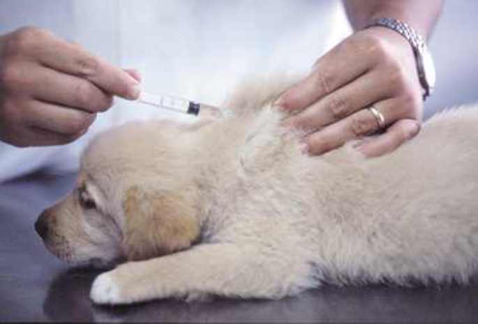 puppy-vaccination-685x465.jpg