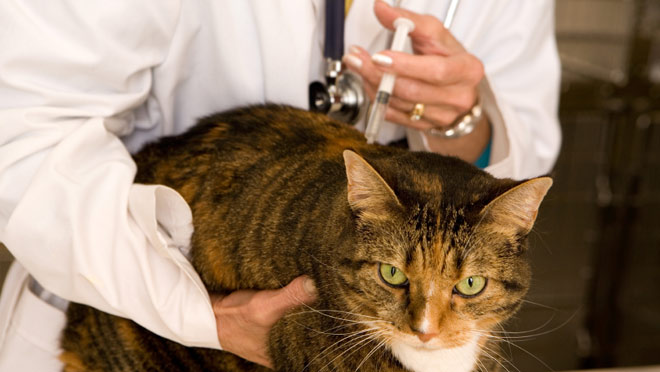 Vacina gato